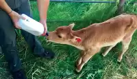 Milk Feeding Bottle for Calf (2 L)